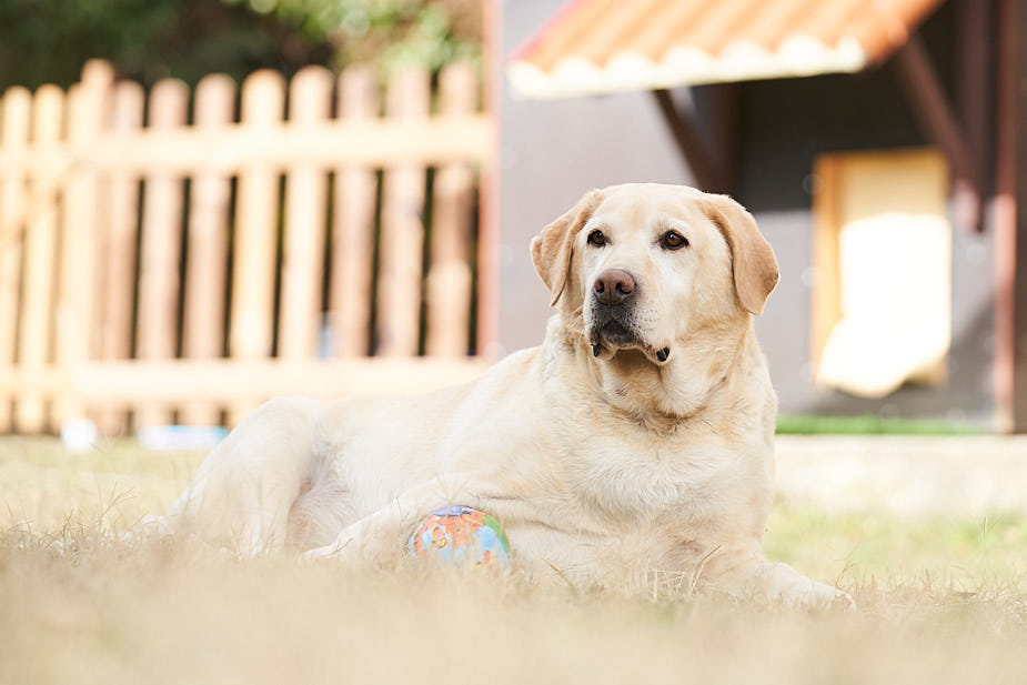 Image hover effect image